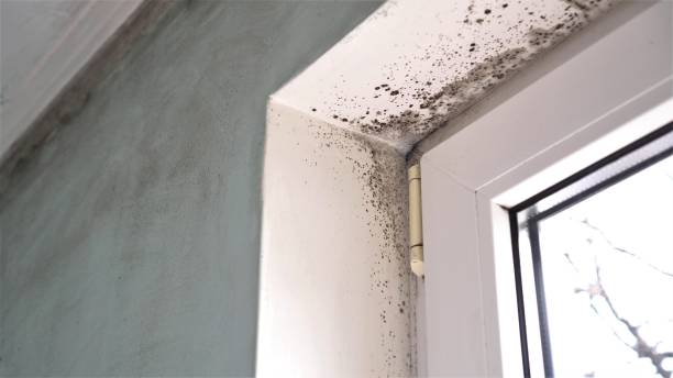 Best Affordable Mold Removal  in Dortches, NC