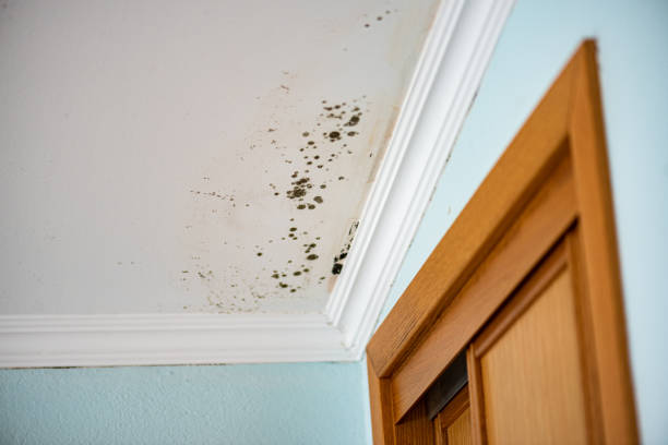 Best Emergency Mold Removal  in Dortches, NC