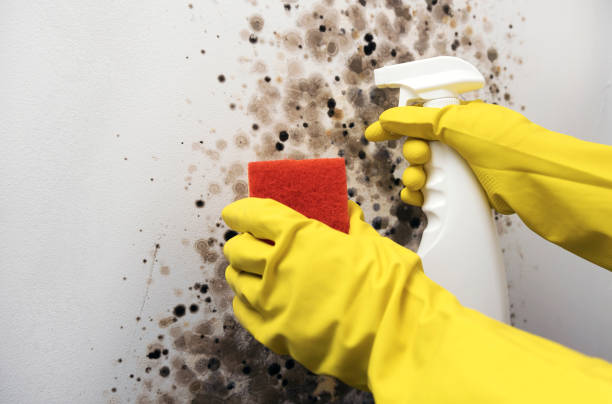 Best Mold Damage Repair  in Dortches, NC